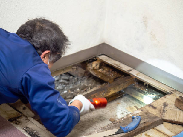 Best Professional Mold Removal  in Mcgregor, TX