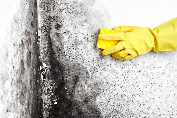 Best Black Mold Removal  in Mcgregor, TX