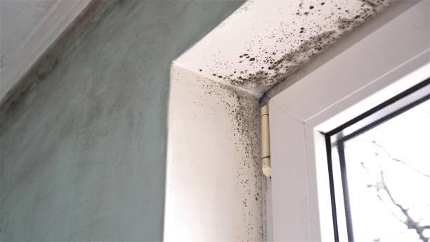Best Mold Damage Repair  in Mcgregor, TX