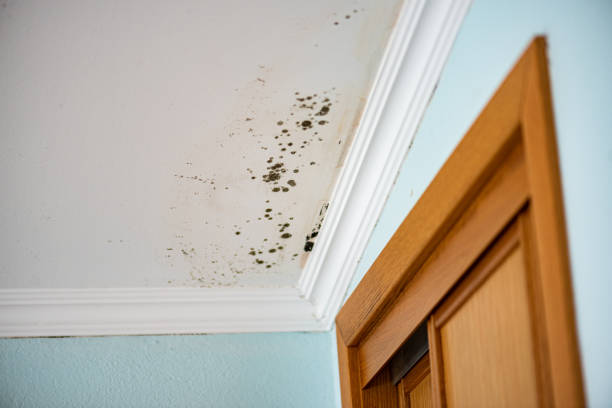 Best Emergency Mold Removal  in Mcgregor, TX