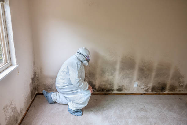 Mold Removal and Inspection in Mcgregor, TX